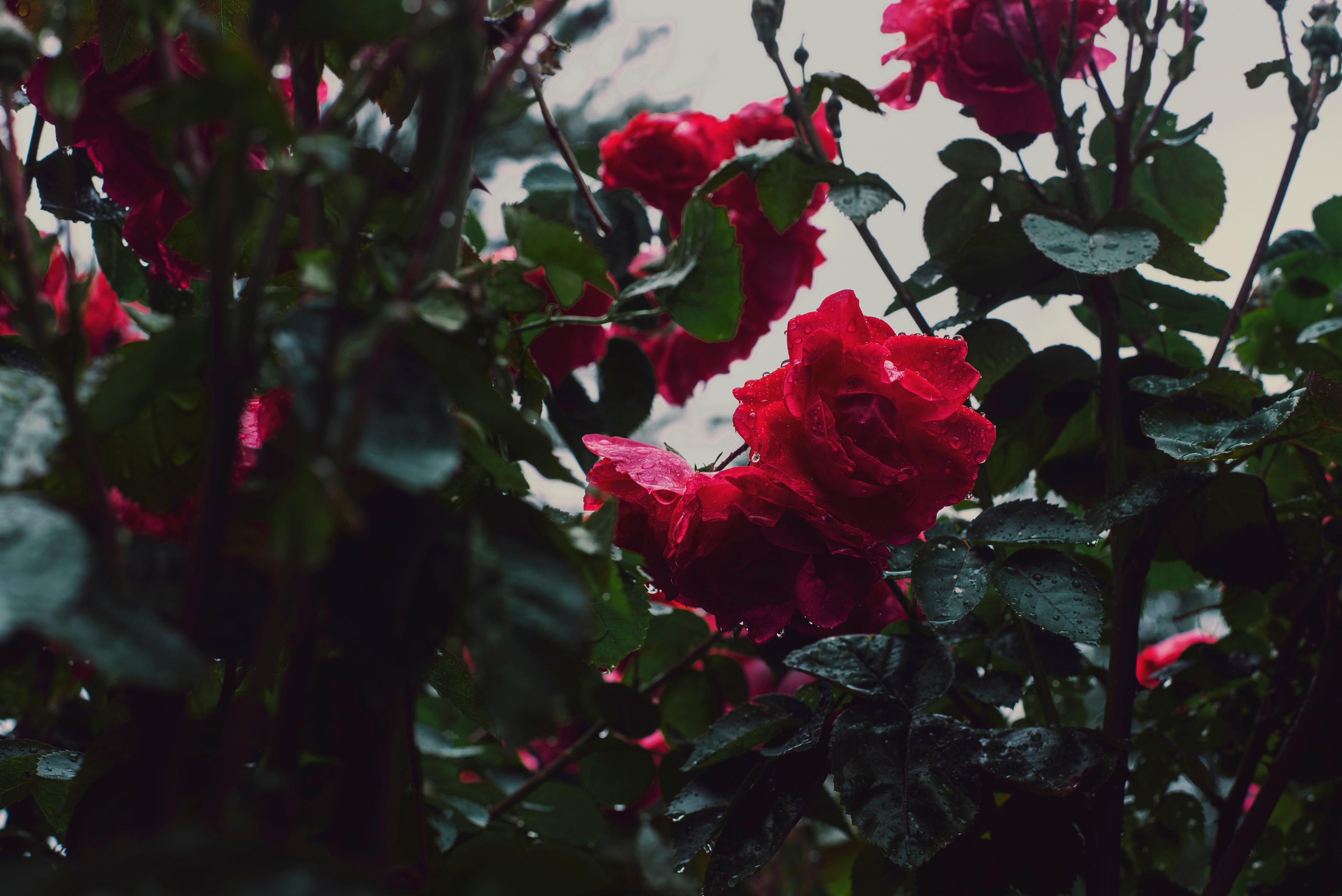Rose Bouquets | Fresh Roses Temecula – Wes' Flowers